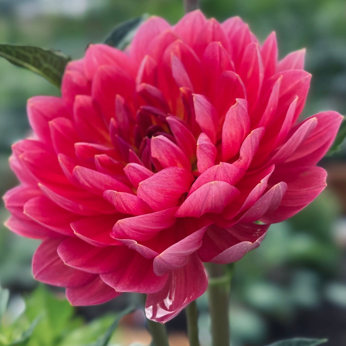 Hollyhill Daydream