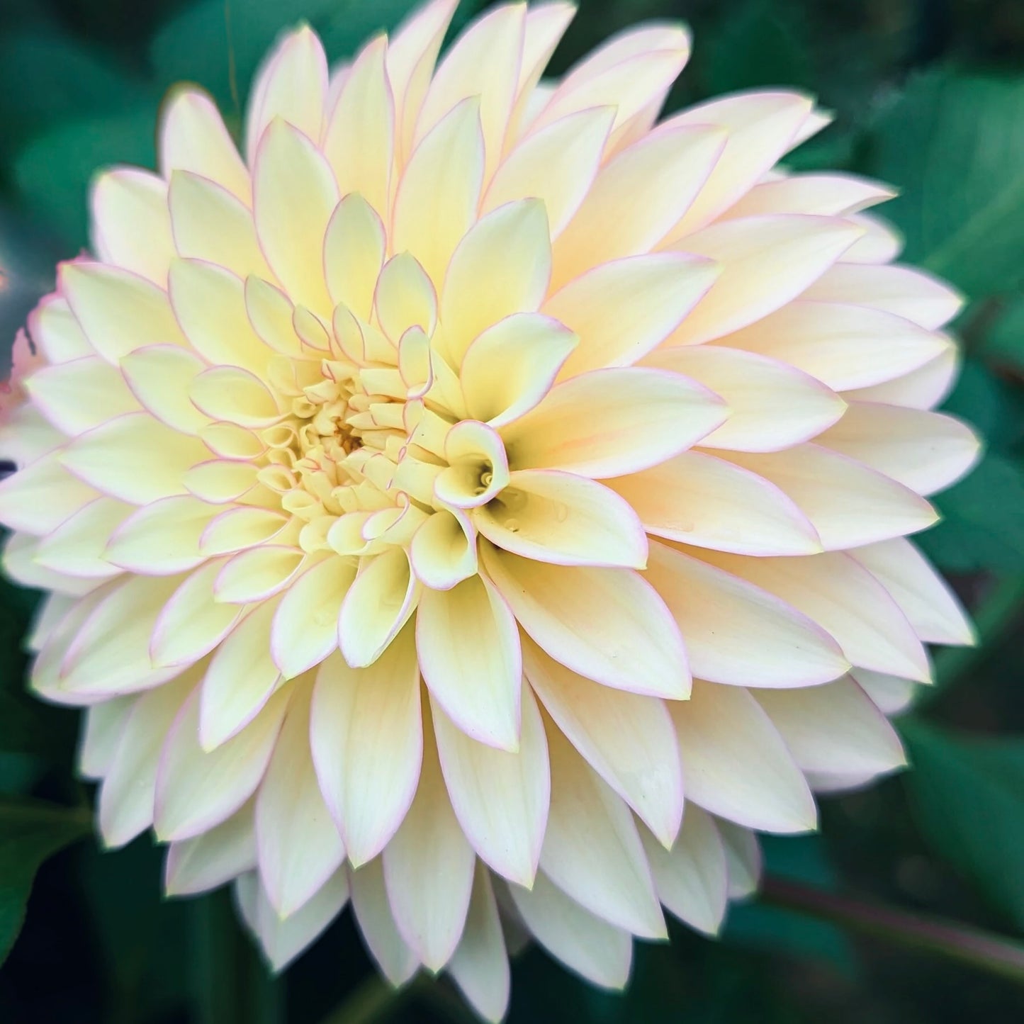 Close-up of a light yellow flower with green leaves in the background