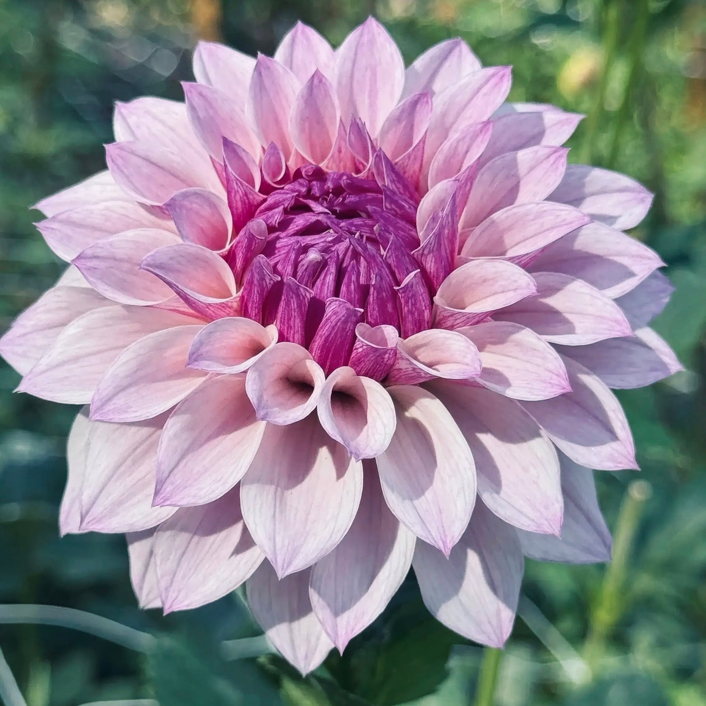 Close-up of a pink and purple flower with a blurred green background