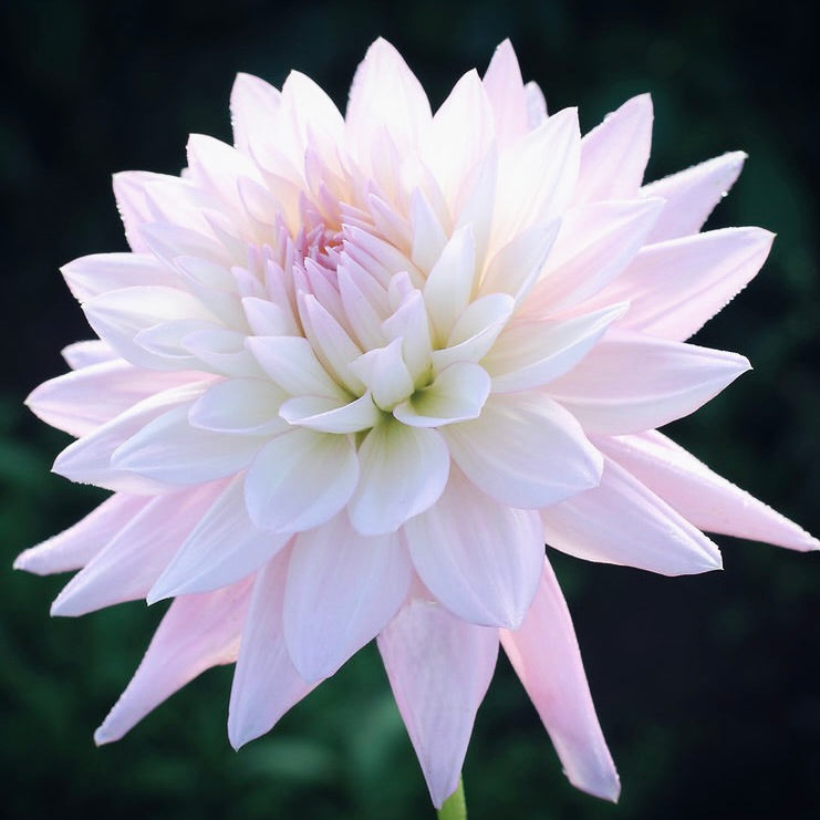 Close-up of a light pink flower with a dark background