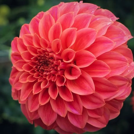 Close-up of a coral flower with a blurred green background