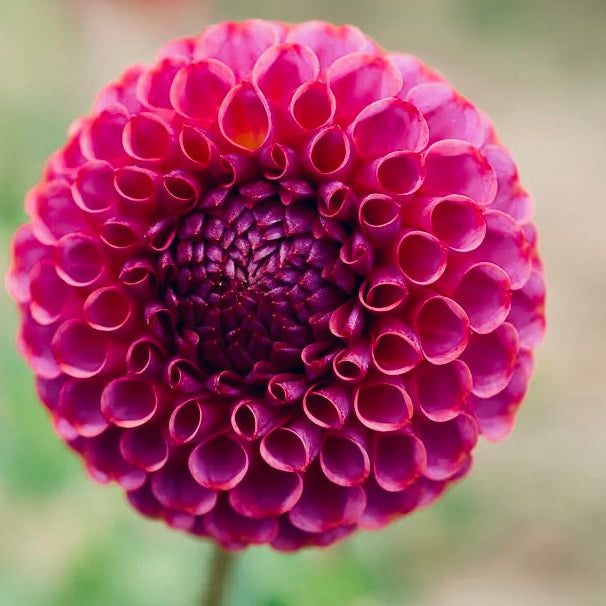 Close-up of a vibrant pink flower with a blurred green background