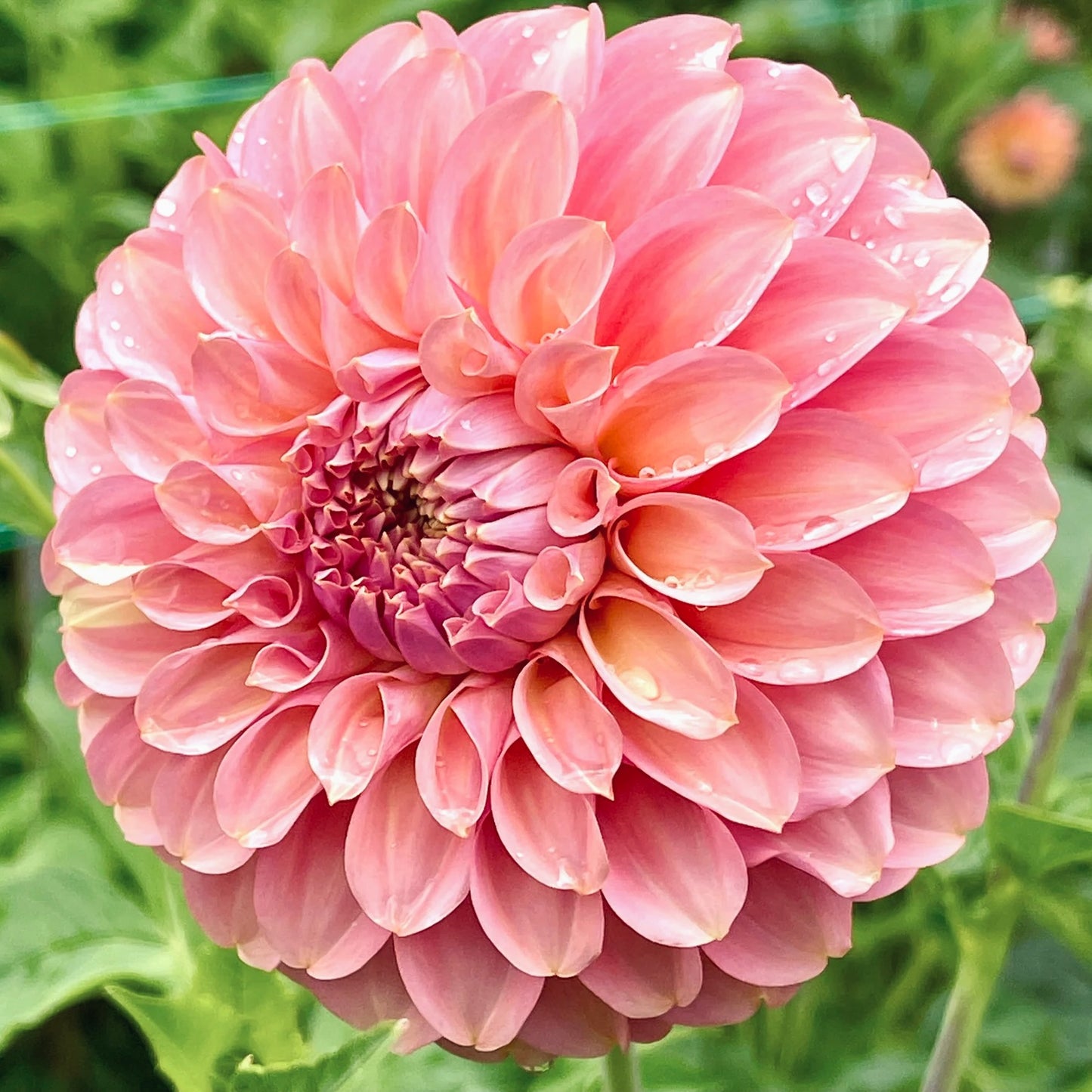 Close-up of a pink flower with water droplets on a green background