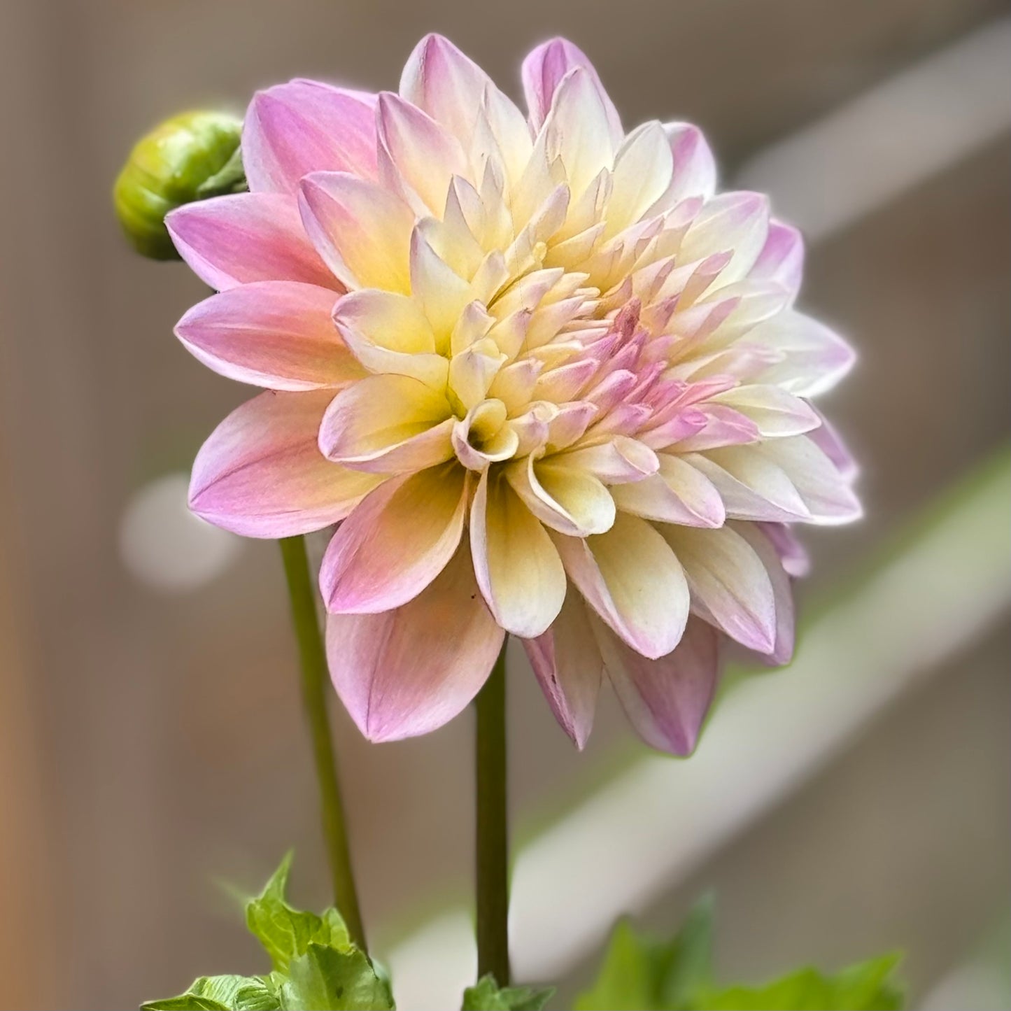 Pastel pink and yellow flower with a blurred background