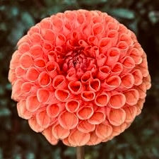 Close-up of a pink flower with a detailed center against a dark background