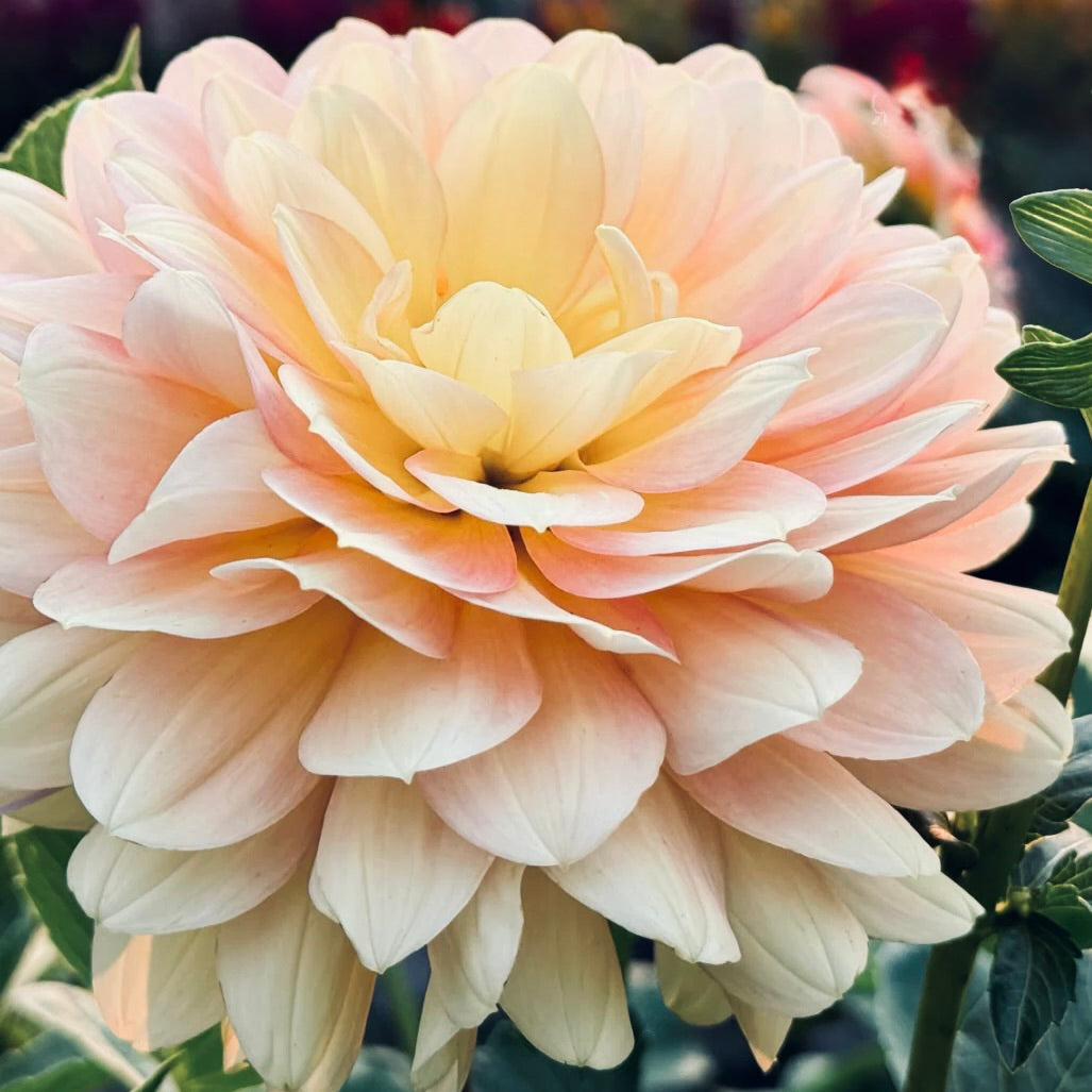 Close-up of a large, light pink dahlia flower with green leaves.