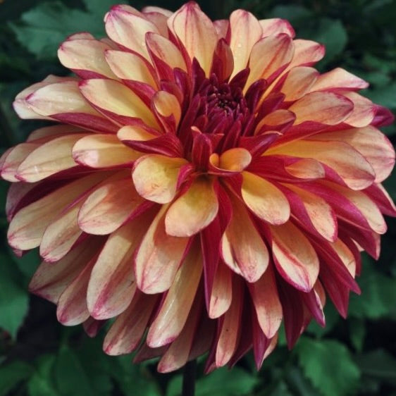 Close-up of a pink and red dahlia flower with a blurred green background