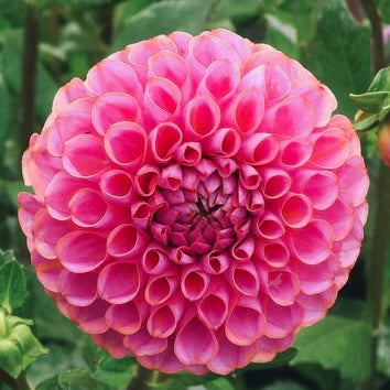 Close-up of a pink dahlia flower with green leaves in the background