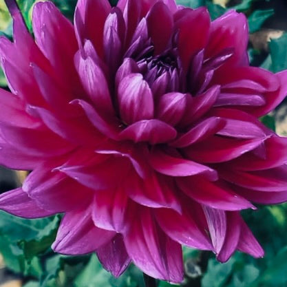 Close-up of a vibrant pink flower with green leaves in the background