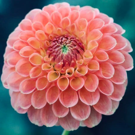 Close-up of a pink flower with a blurred blue background