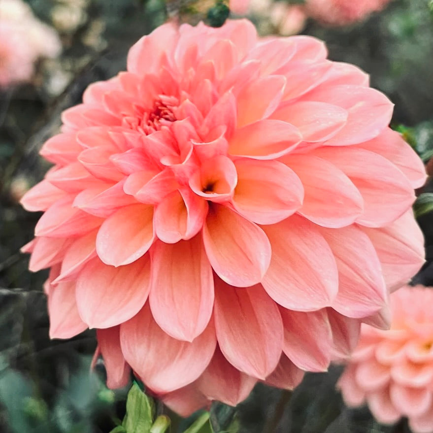 Close-up of a pink flower with a blurred green background