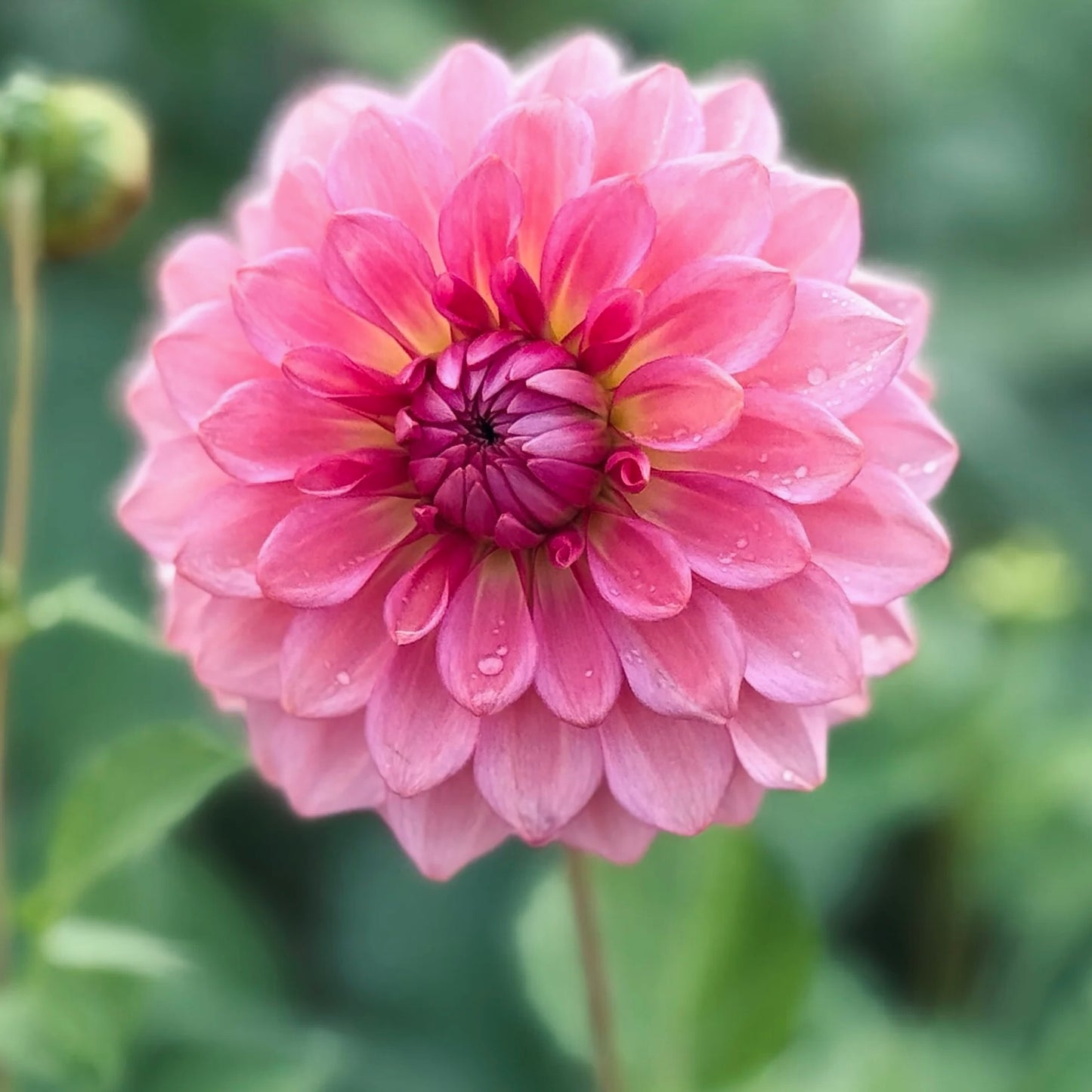 Close-up of a pink flower with water droplets on a blurred green background