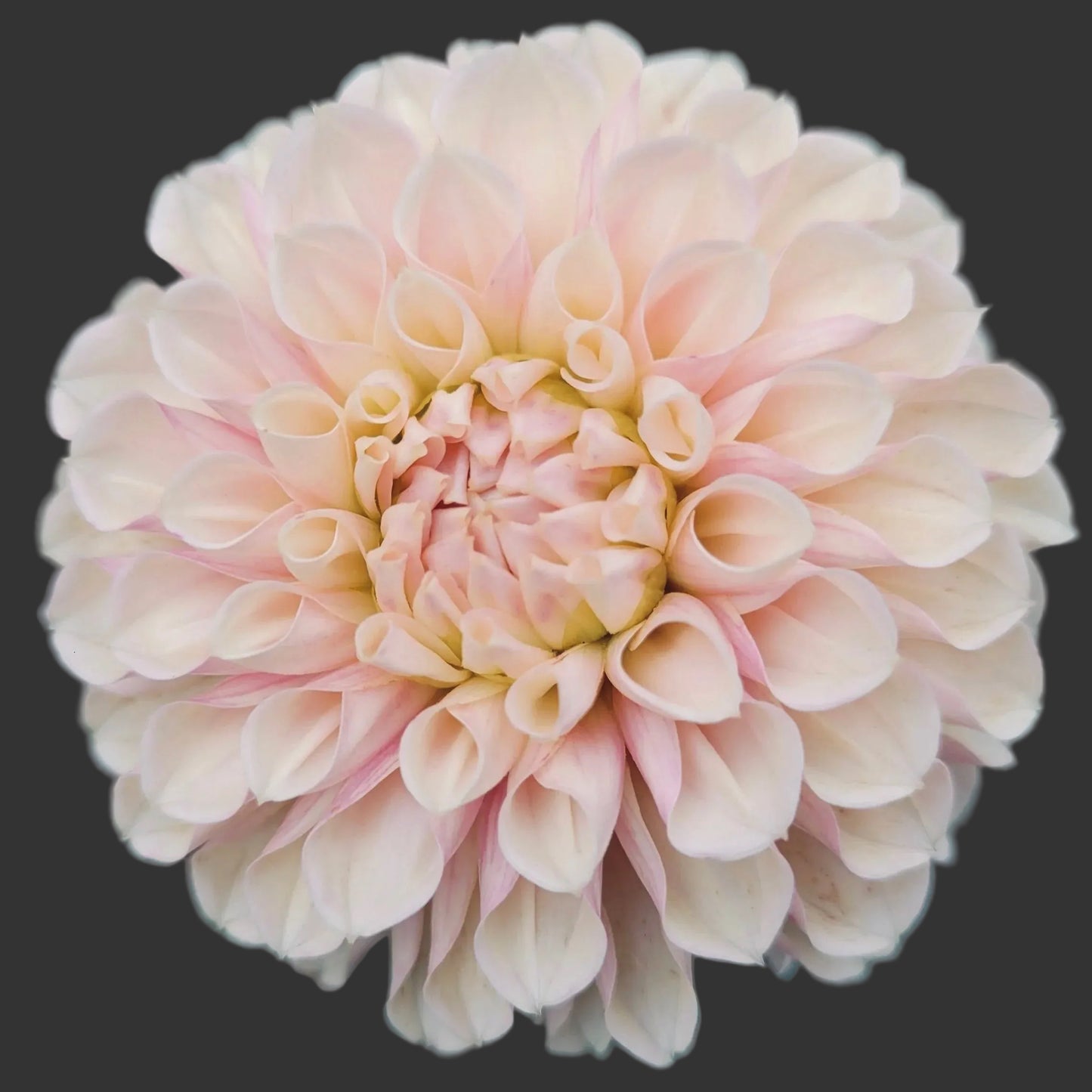 Close-up of a light pink dahlia flower with a blurred green background