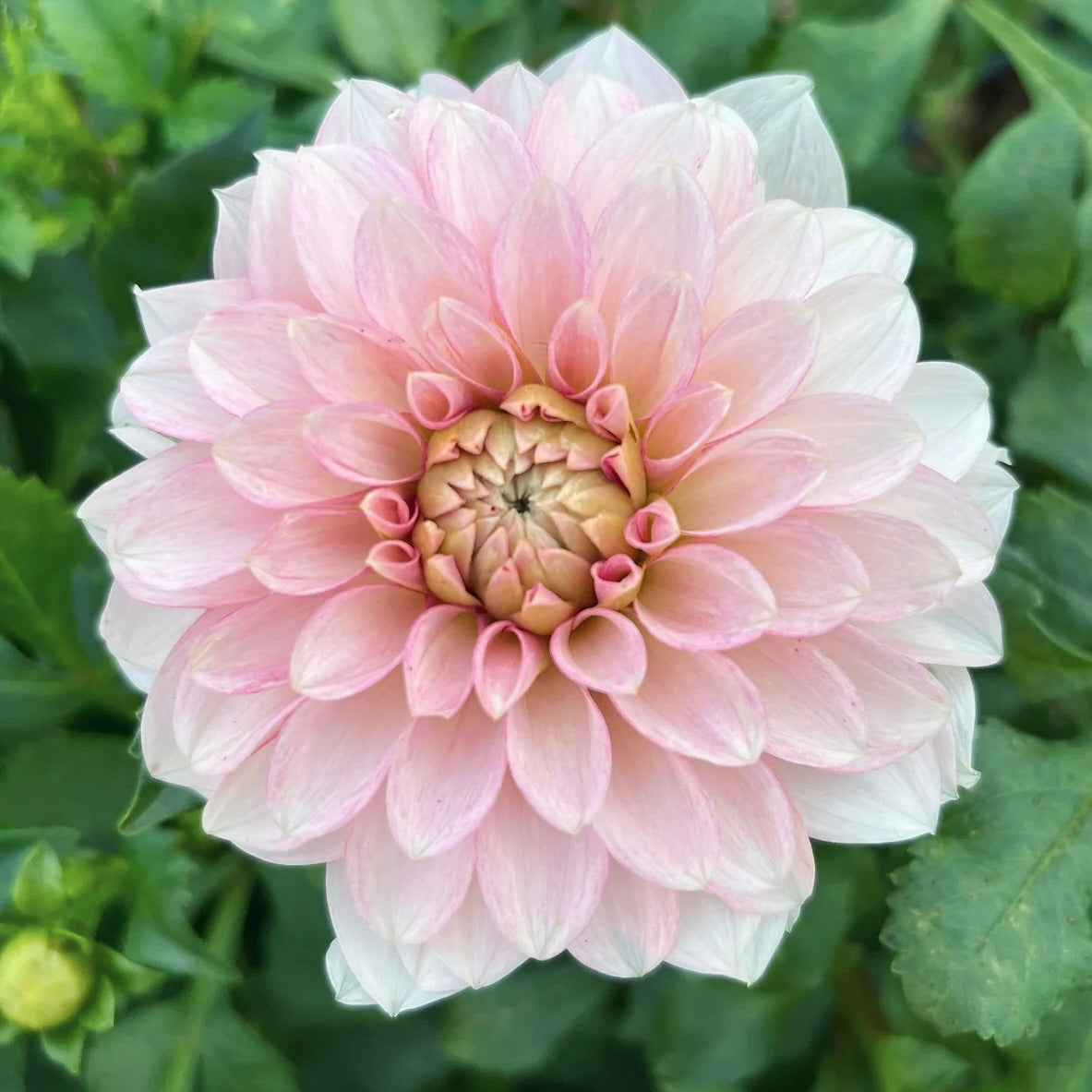 Close-up of a pink flower with green leaves in the background