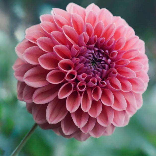 Close-up of a pink flower with a blurred green background