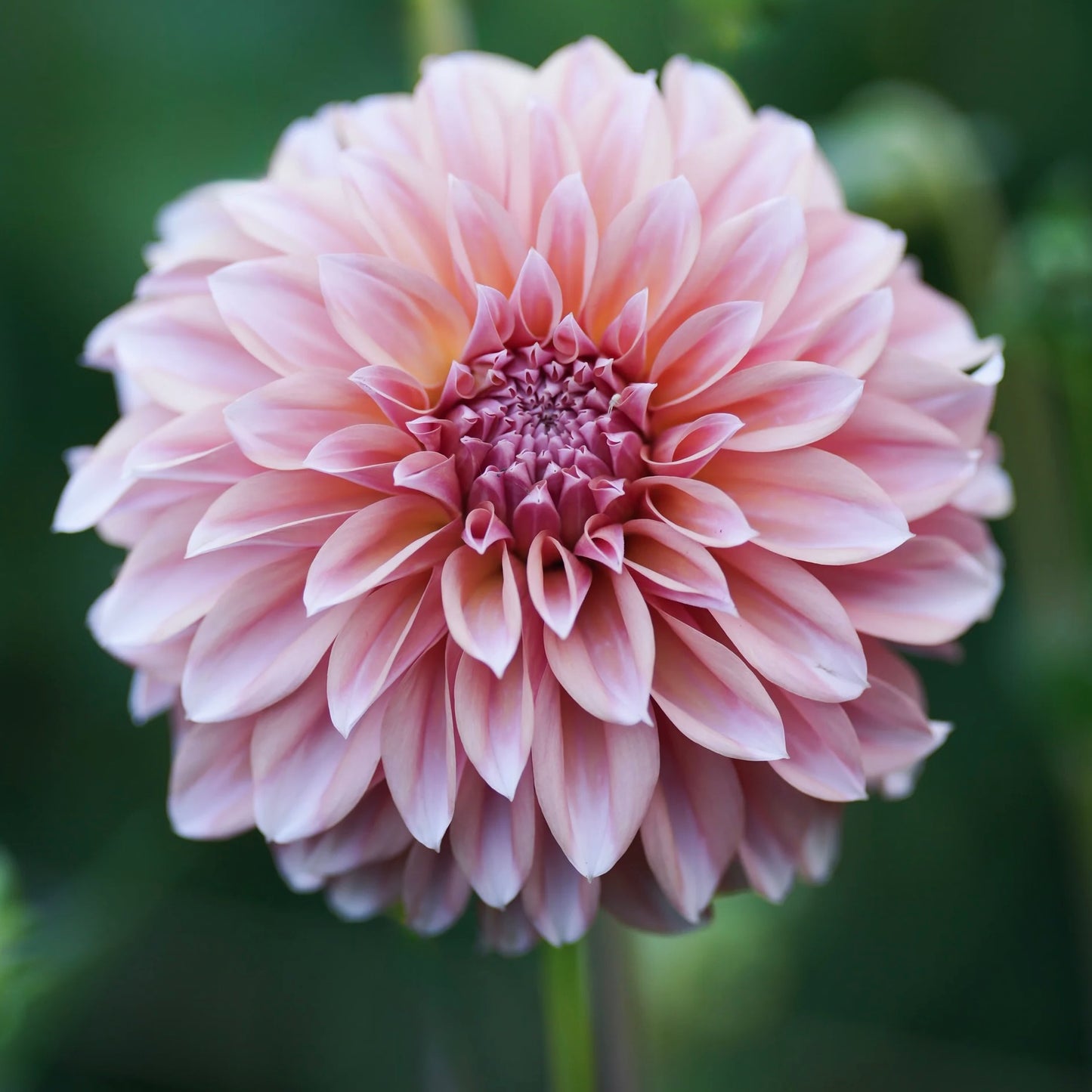 Close-up of a pink flower with a blurred green background