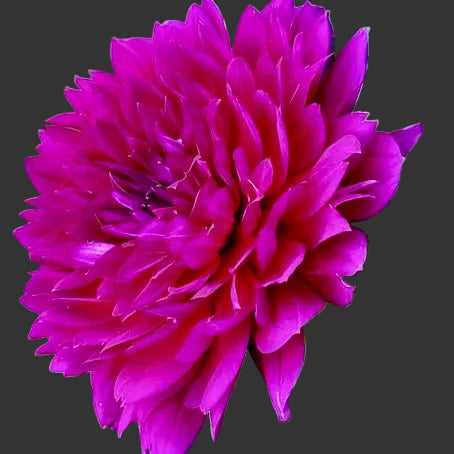 Close-up of a vibrant purple flower with green leaves in the background