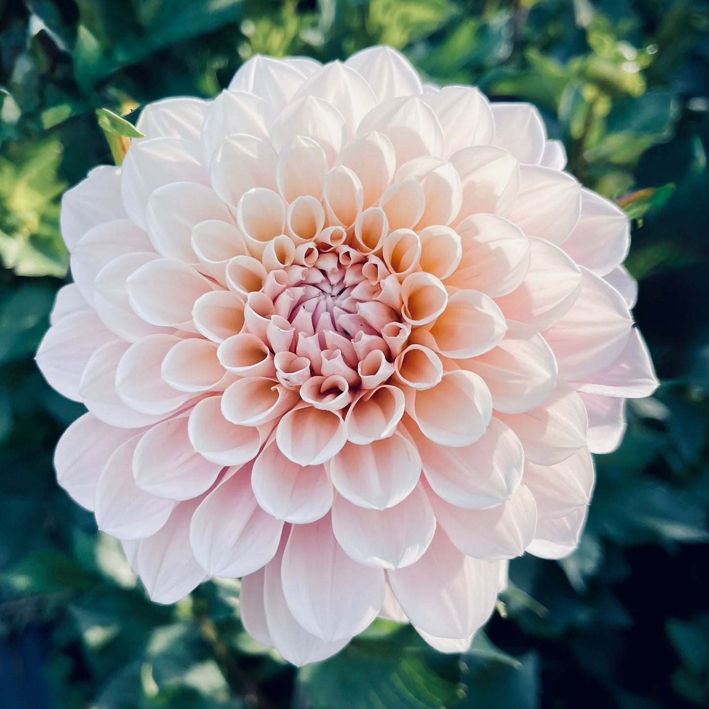 Close-up of a light pink dahlia flower with green leaves in the background