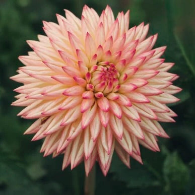 Close-up of a pink flower with a blurred green background