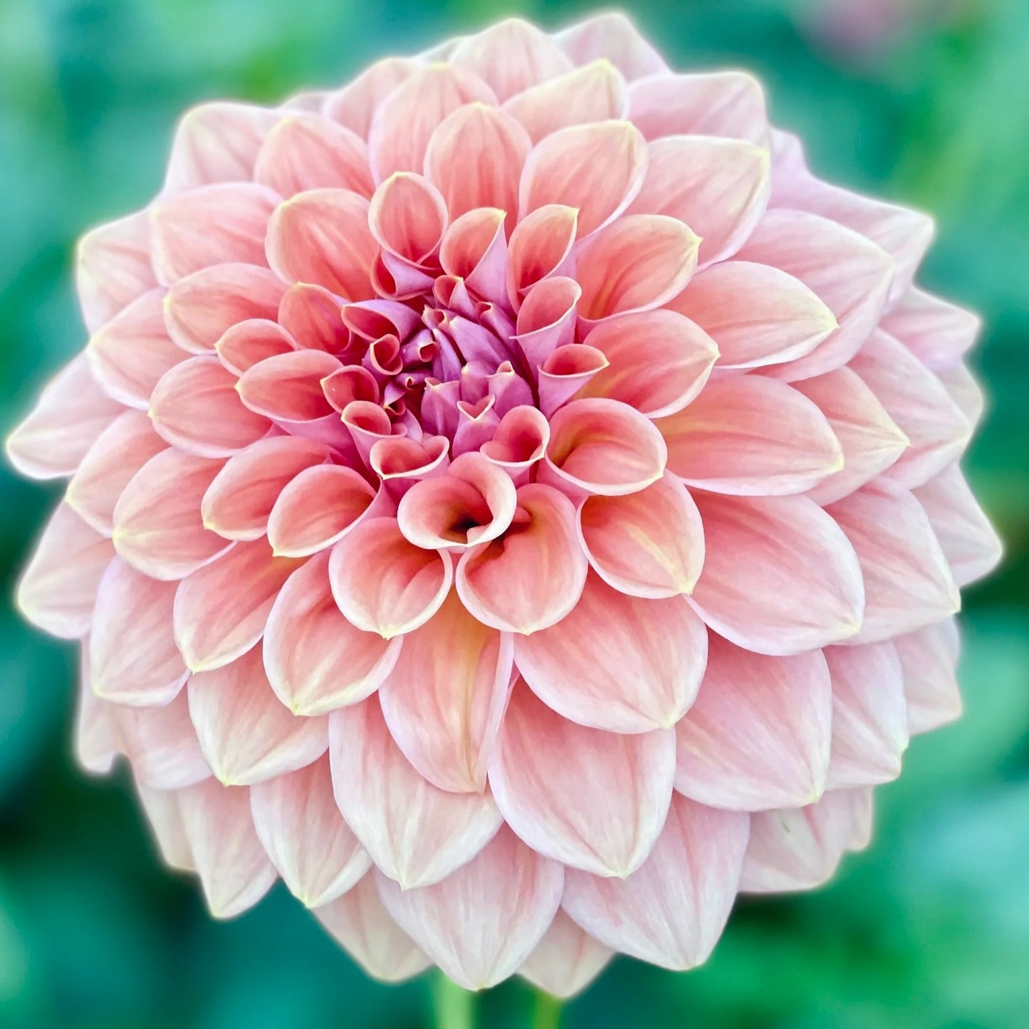 Close-up of a pink flower with a blurred green background