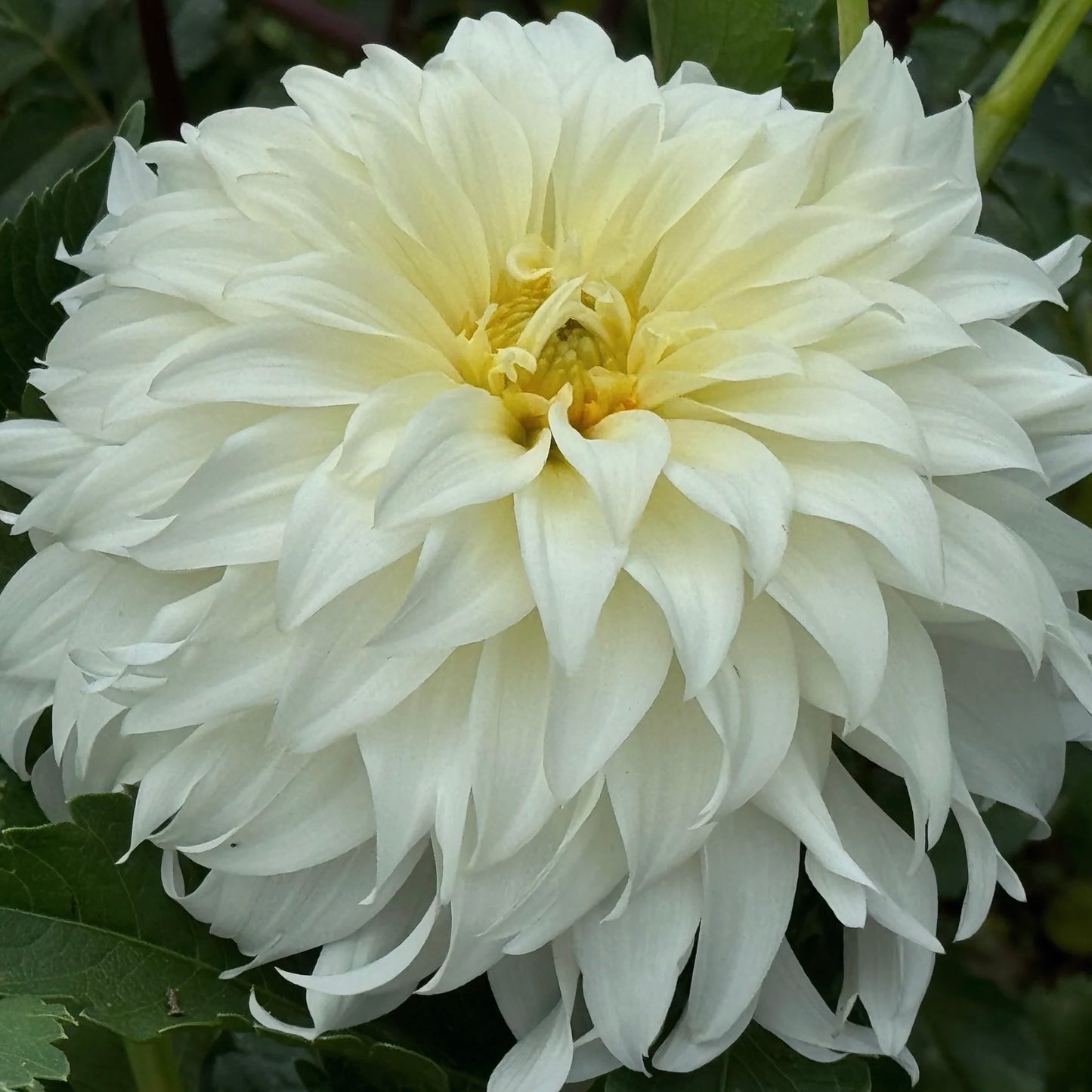 Close-up of a large white flower with green leaves in the background