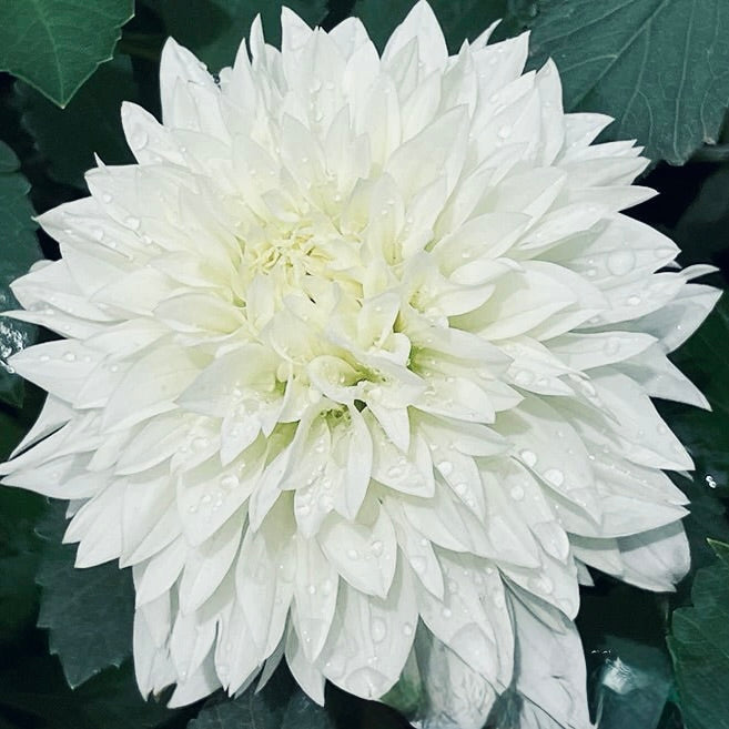 White flower with water droplets on green leaves