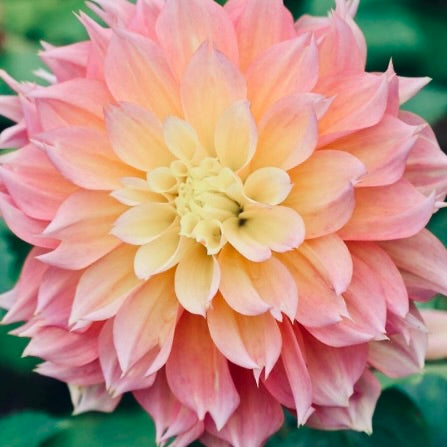 Close-up of a pink dahlia flower with a green background