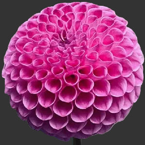 Close-up of a pink flower with a blurred background