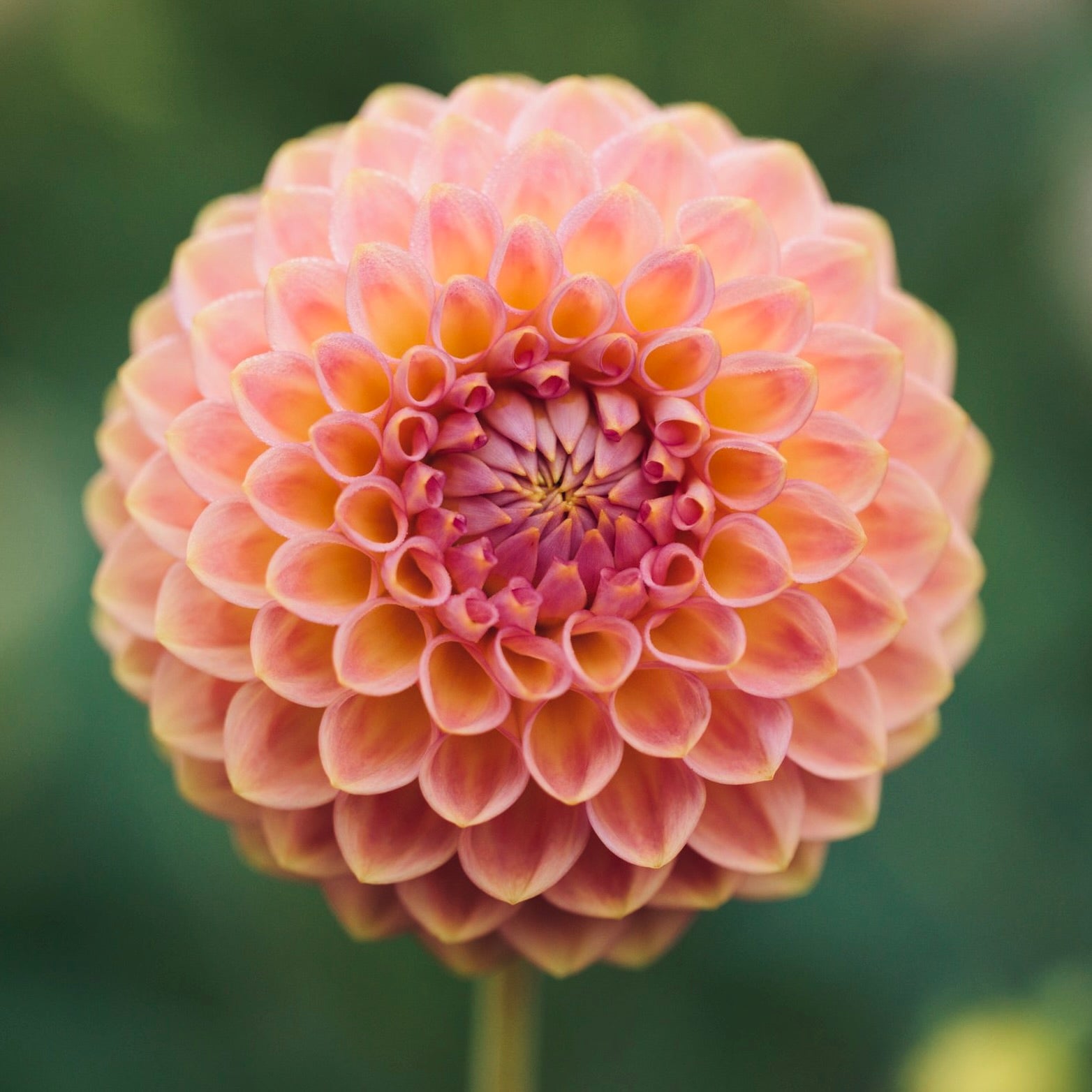 Close-up of a pink Dahlia flower with a blurred green background