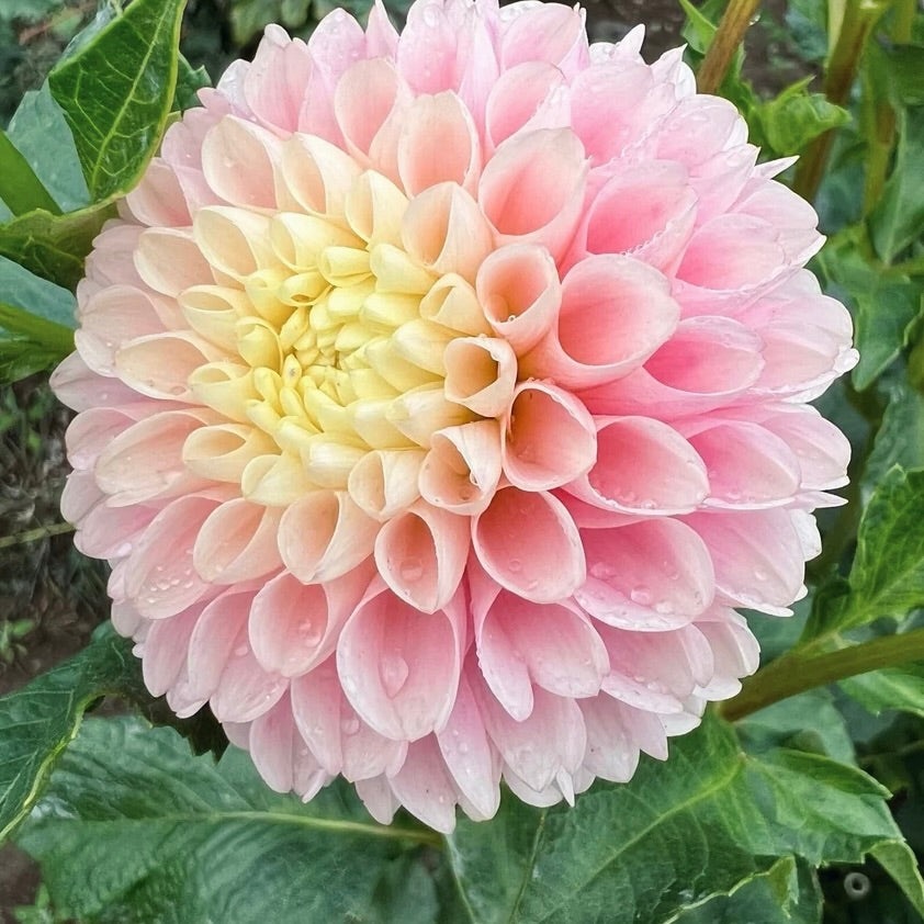 Hollyhill Pollyanna