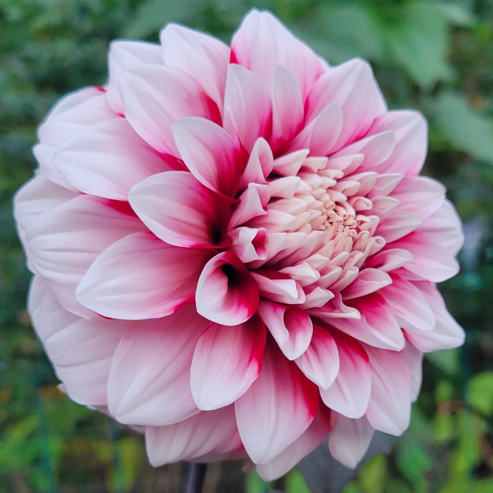 Close-up of a pink dahlia flower with a blurred green background