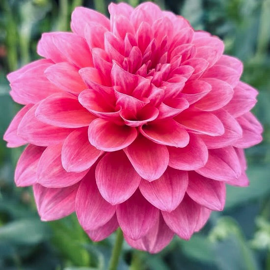 Close-up of a pink flower with a blurred green background