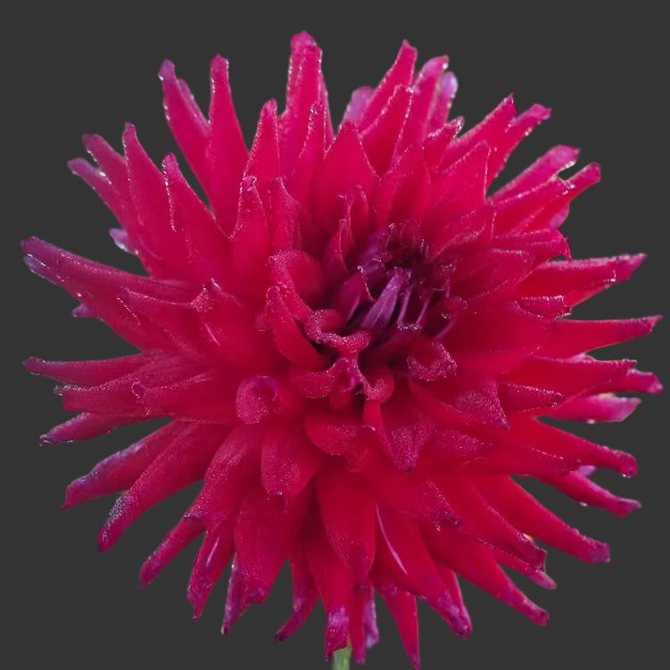 Close-up of a vibrant red flower with a blurred green background