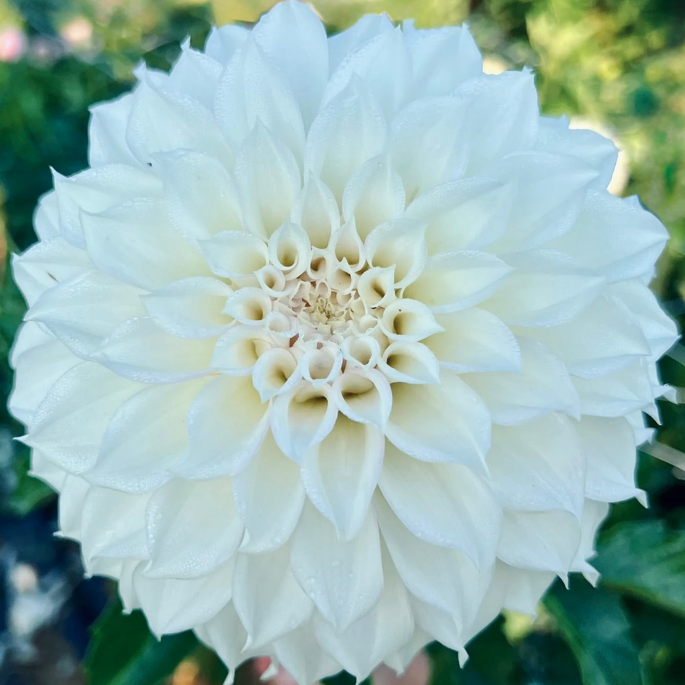 Close-up of a large white flower with a blurred green background