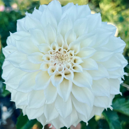 Close-up of a large white flower with a blurred green background
