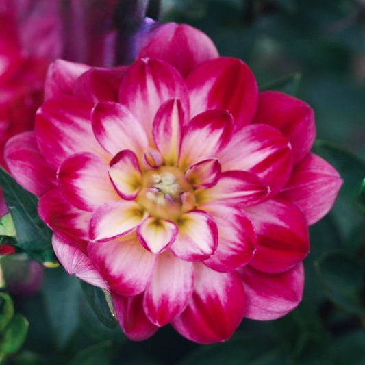 Close-up of a pink and white flower with a blurred green background
