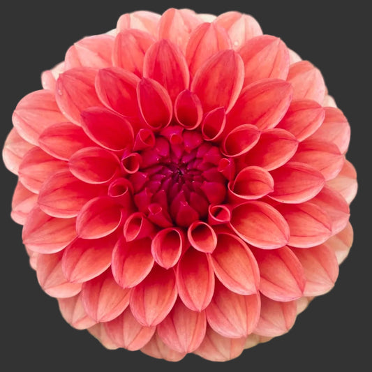 Close-up of a coral-colored flower with a green background