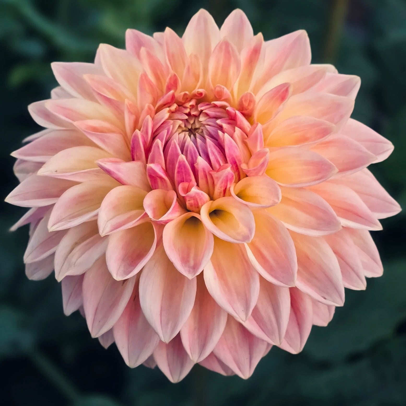 Close-up of a pink dahlia flower with a dark background