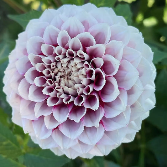Close-up of a purple and white dahlia flower with a blurred green background