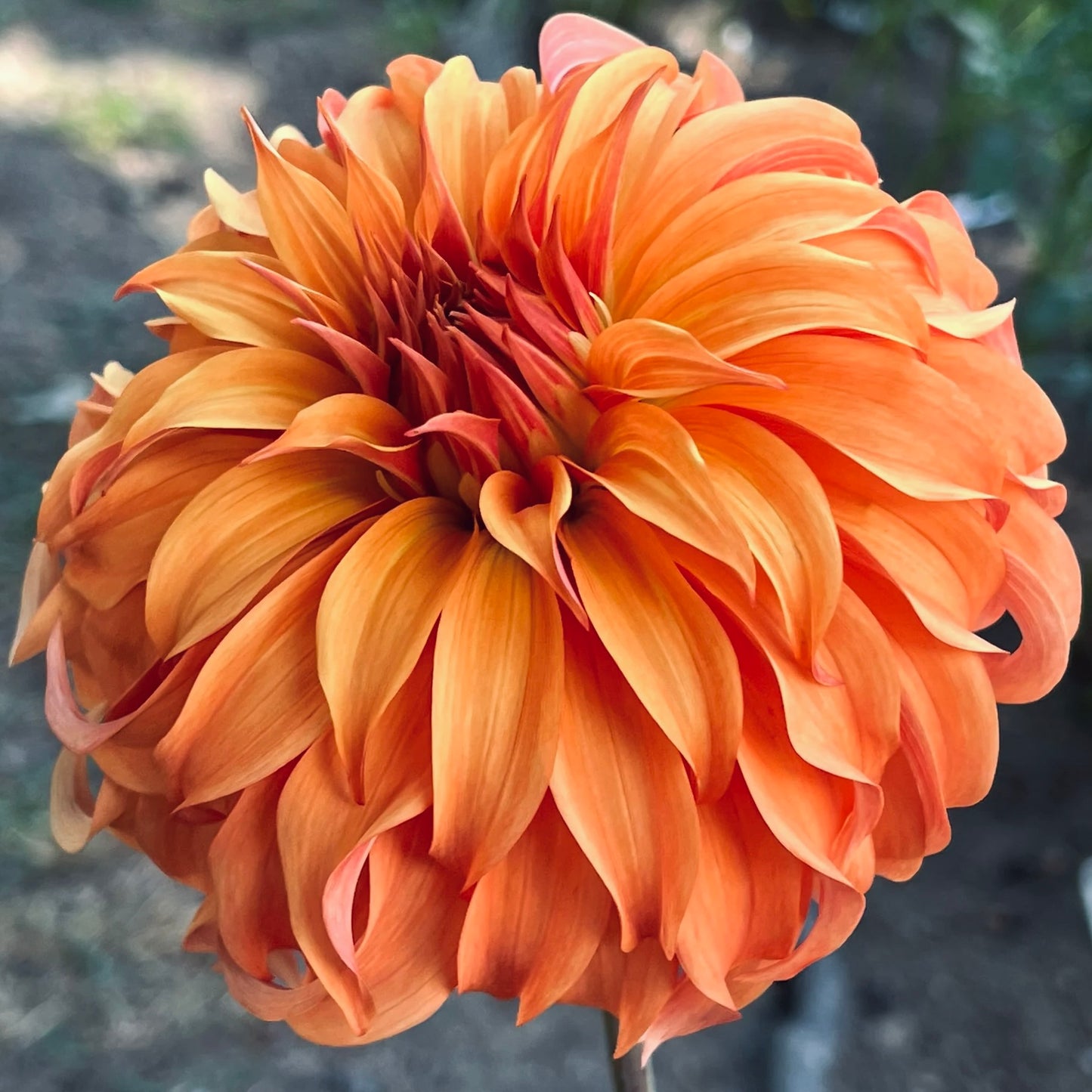 Close-up of a large orange flower with a blurred background