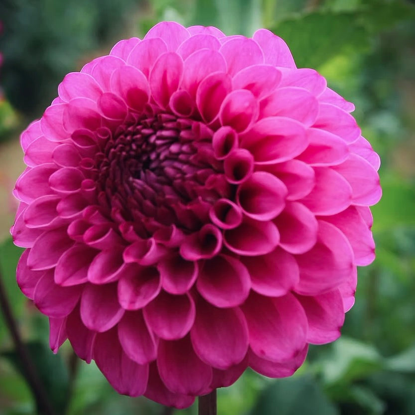 Close-up of a purple flower with a blurred green background