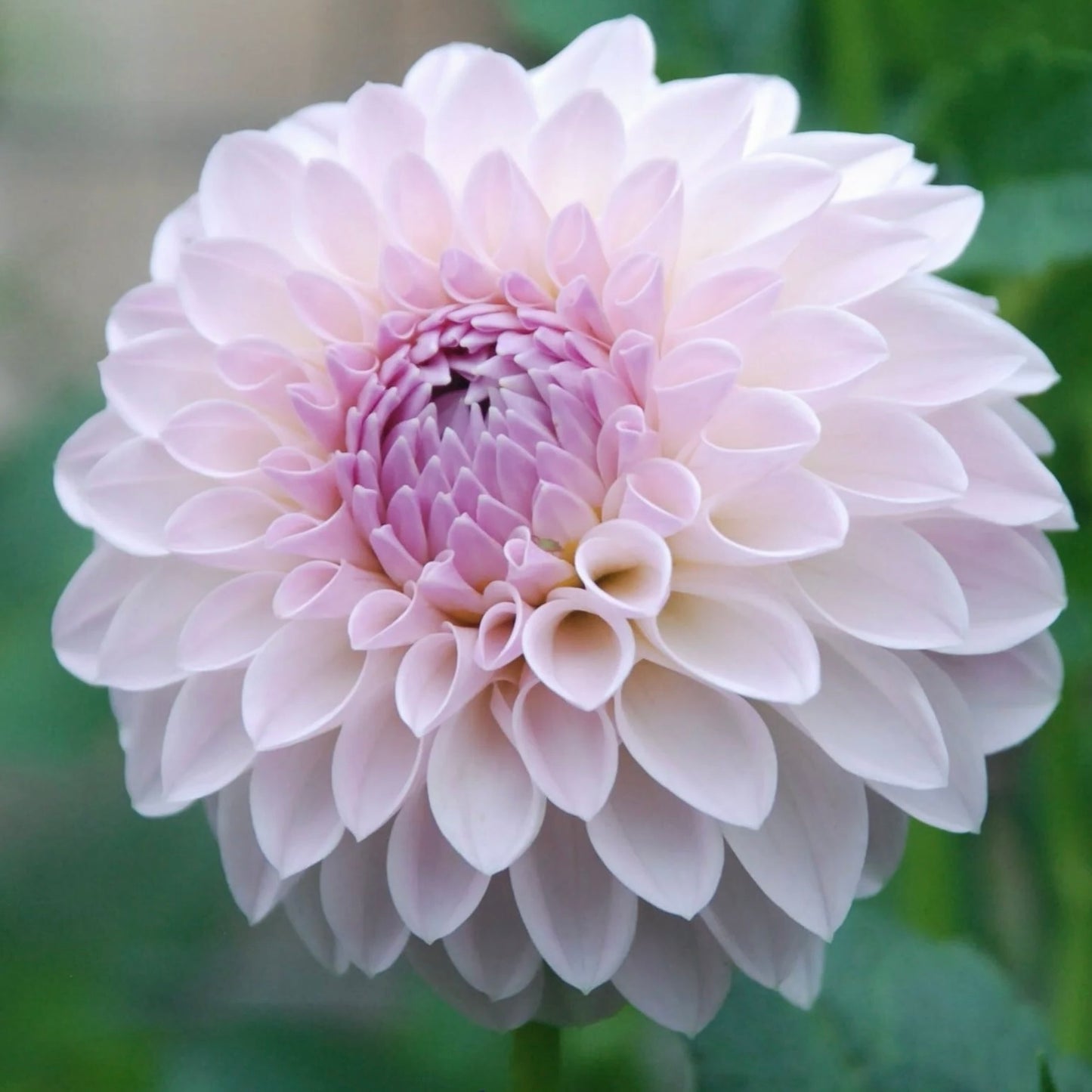 Close-up of a light pink dahlia flower with a blurred green background