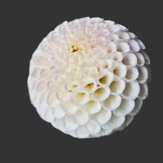 Close-up of a white flower with a blurred background