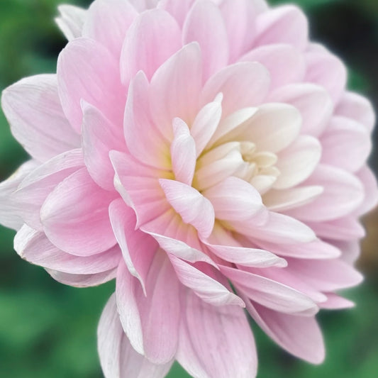 Close-up of a pink flower with a blurred green background