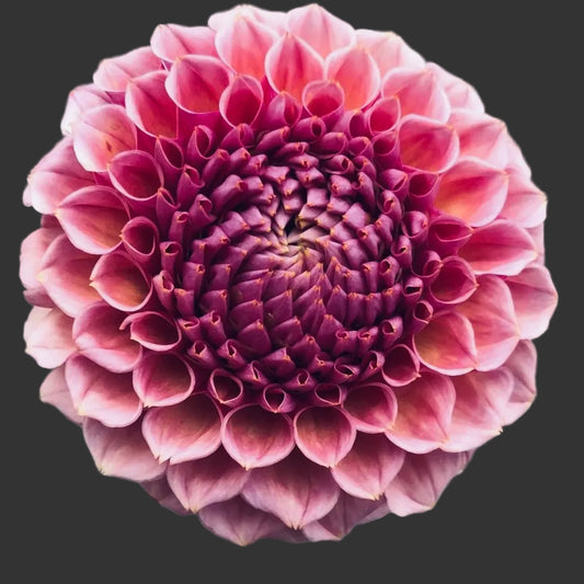 Close-up of a pink flower with a blurred background