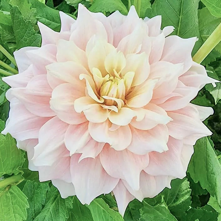 Close-up of a large pink flower with green leaves in the background