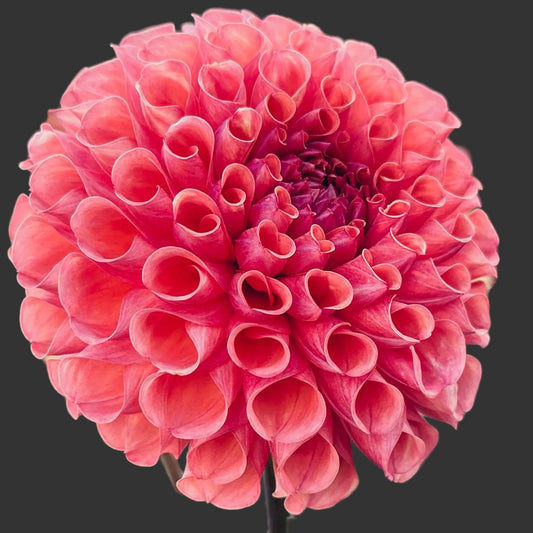 Close-up of a pink flower with a blurred background