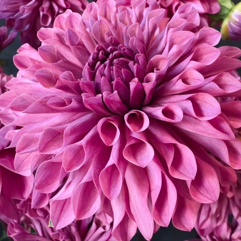 Lee's Flute Loop Lilac