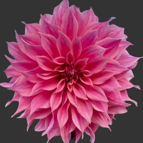Close-up of a pink dahlia flower with a blurred natural background