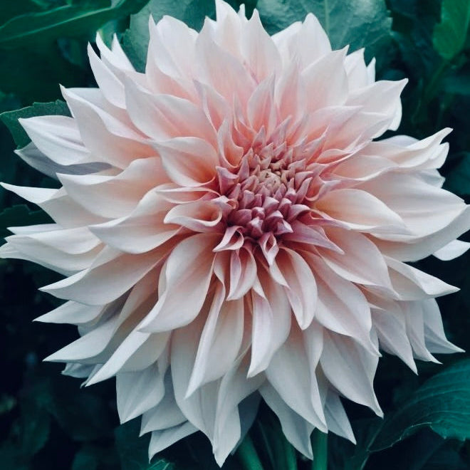 Close-up of a large pink flower with green leaves in the background